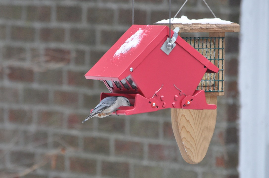 White-breasted Nuthatch - ML639184246