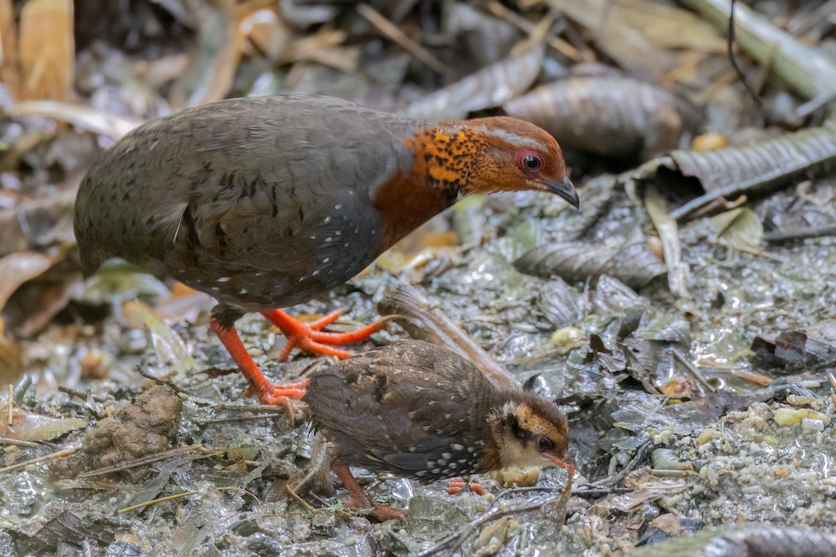 Chestnut-breasted Partridge - ML639184269