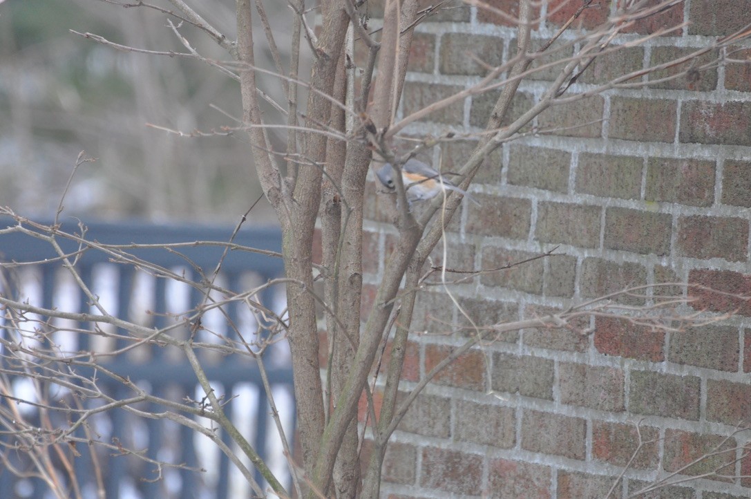 Tufted Titmouse - ML639184286