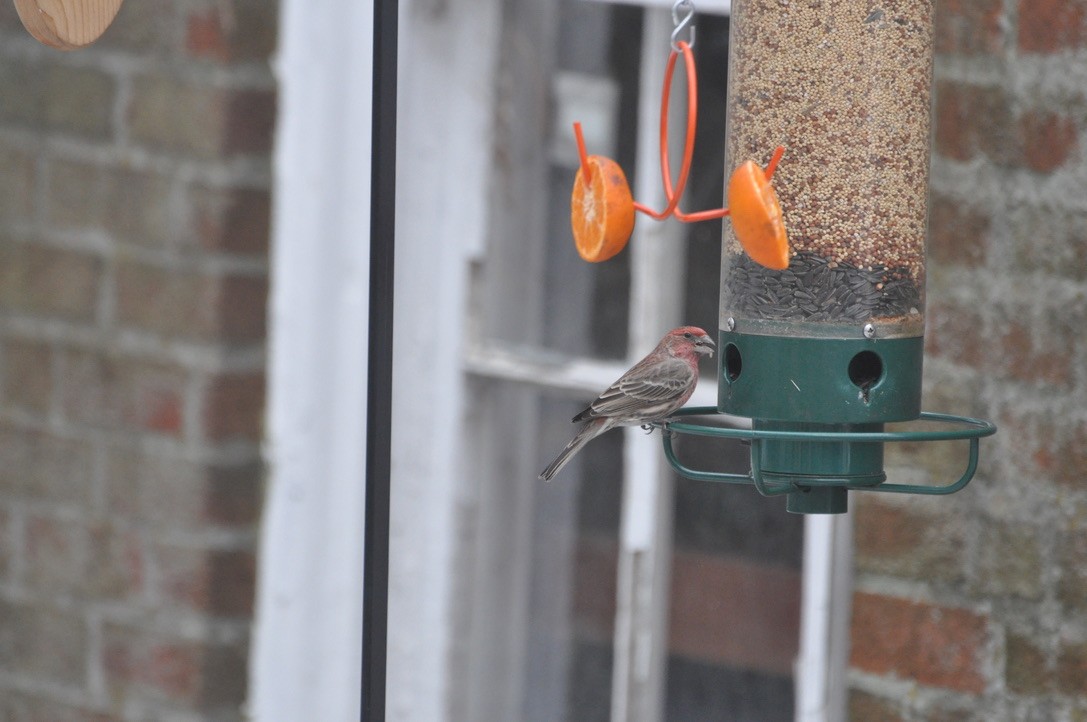 House Finch - ML639184301