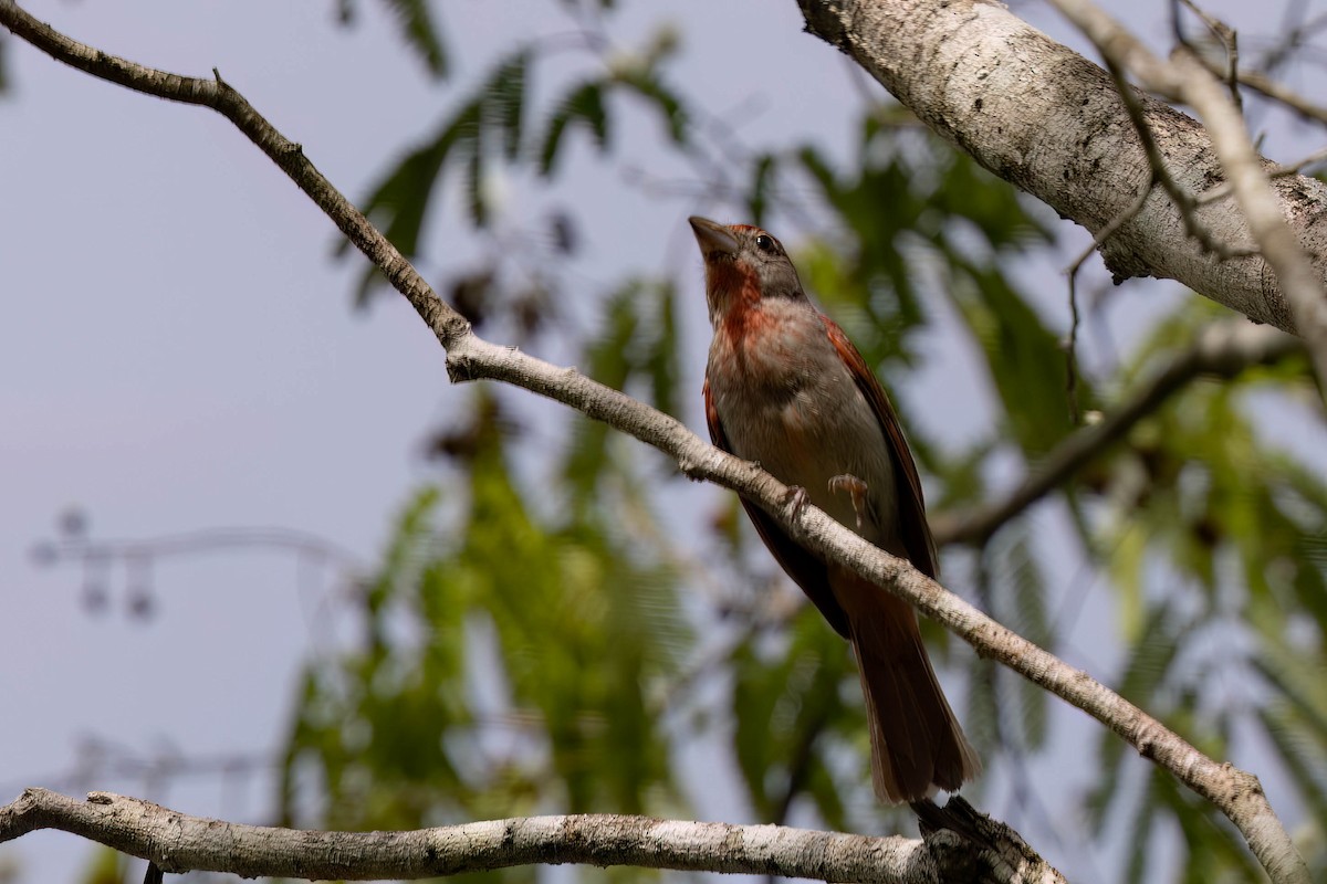 Rose-throated Tanager - ML639184312