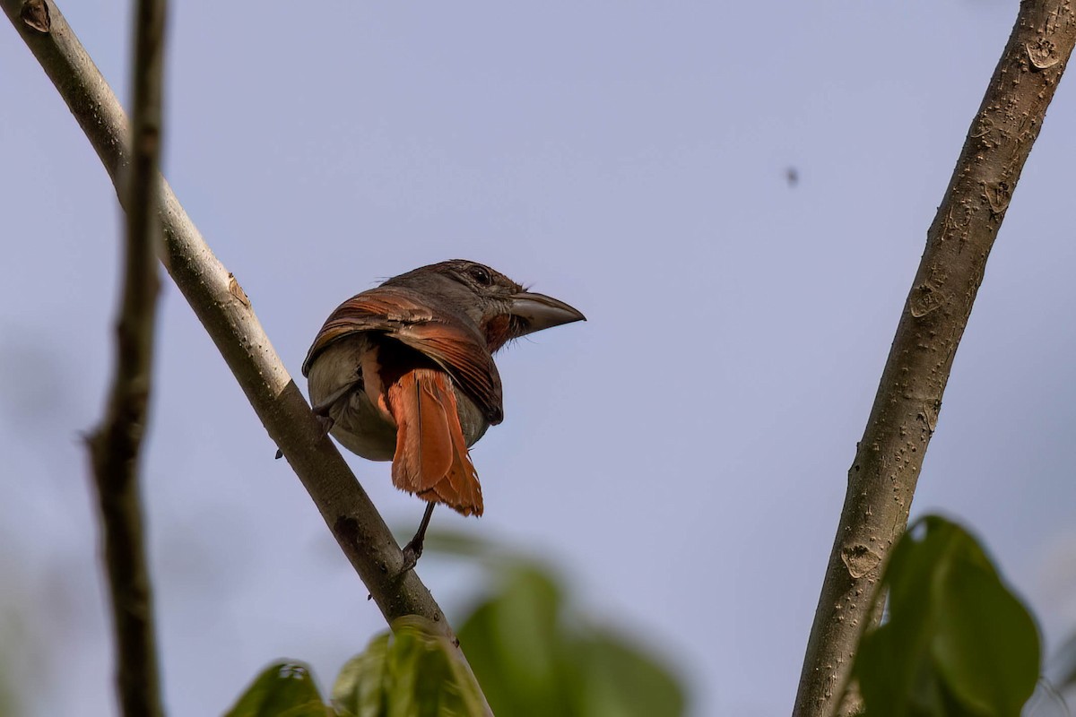 Rose-throated Tanager - ML639184315