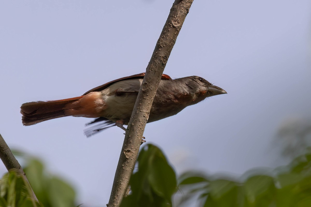 Rose-throated Tanager - ML639184319