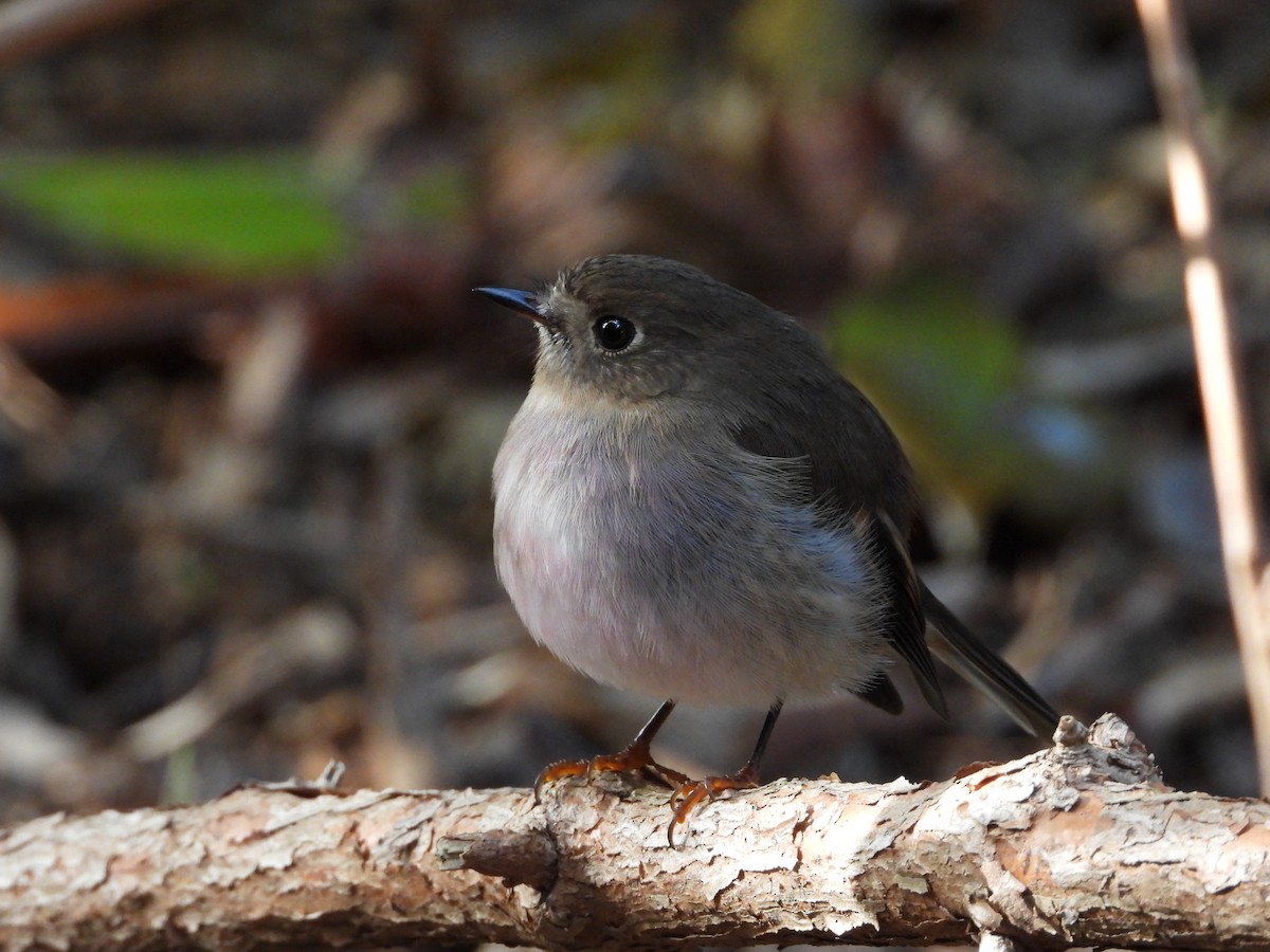 Pink Robin - ML639184377