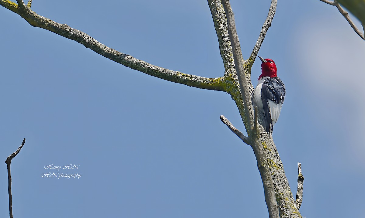 Red-headed Woodpecker - ML639184433
