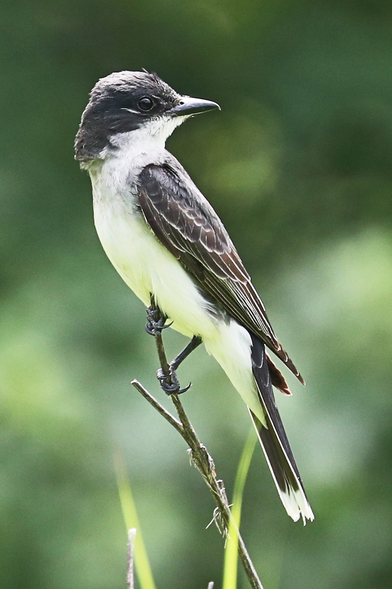 Eastern Kingbird - ML639184485