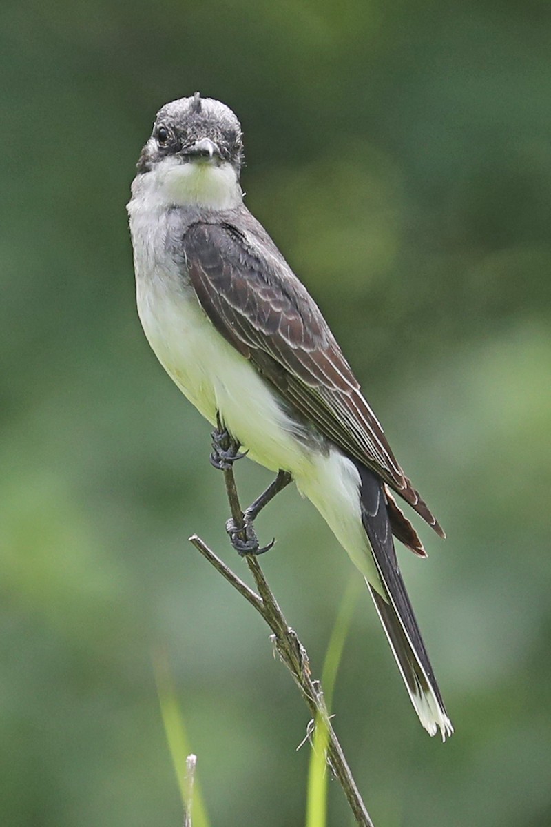 Eastern Kingbird - ML639184492