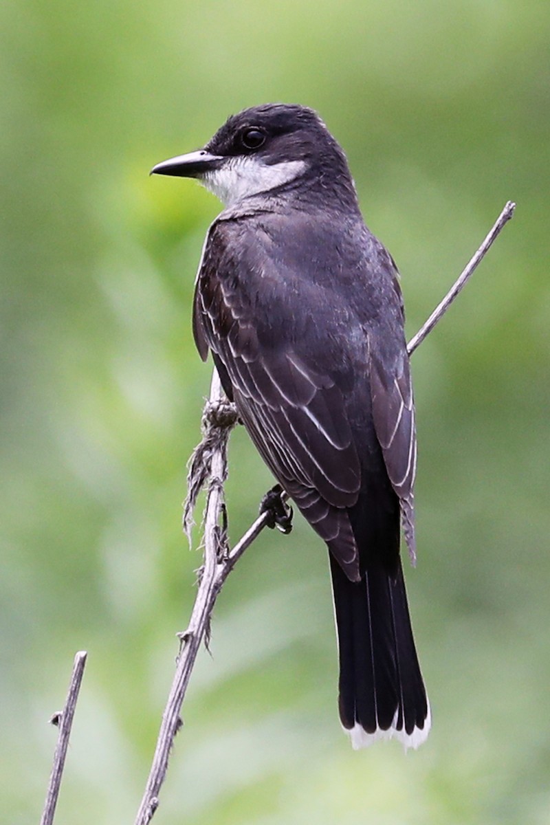 Eastern Kingbird - ML639184497