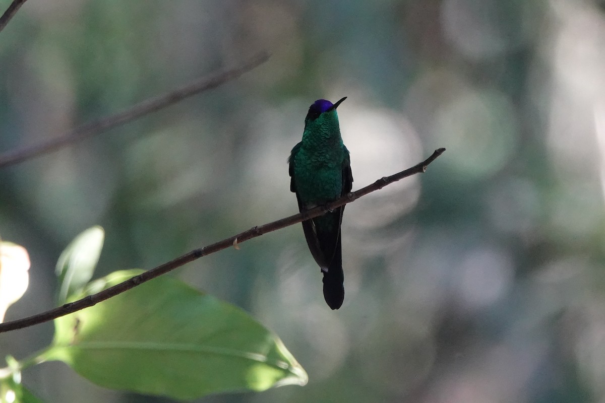 Violet-capped Woodnymph - ML639184622