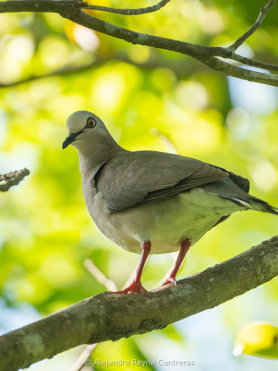 holub karibský - ML639184673