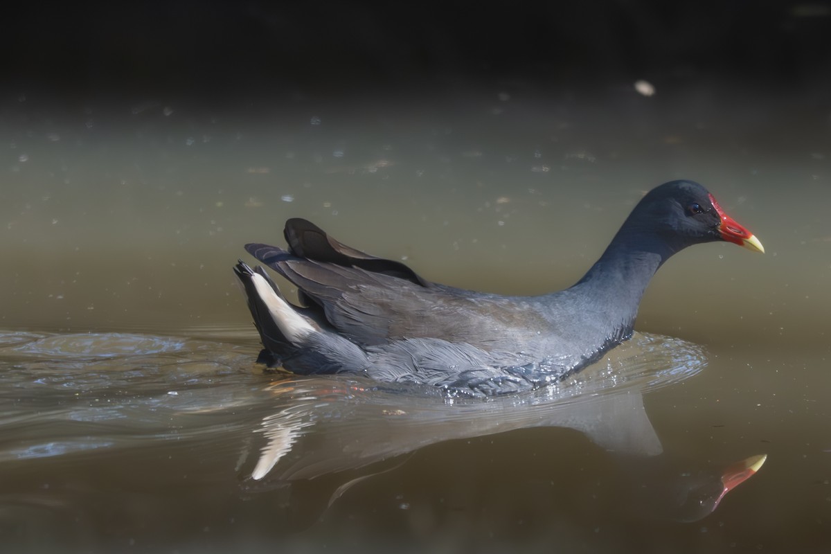 Dusky Moorhen - ML639184676
