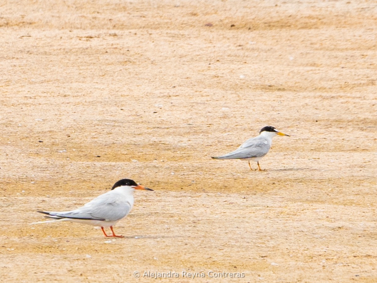 rybák rajský - ML639184718