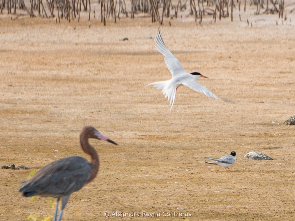 rybák rajský - ML639184741