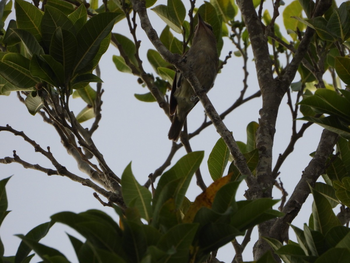 Yucatan Vireo - ML639184784