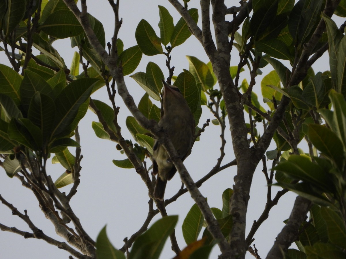 Yucatan Vireo - ML639184785