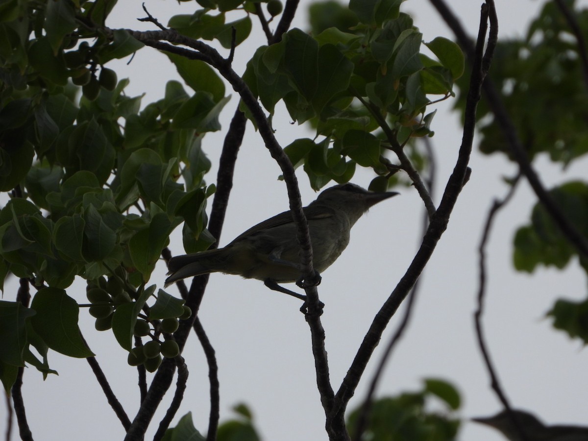 Yucatan Vireo - ML639184786
