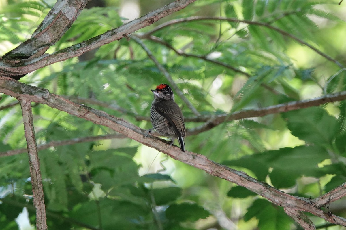 White-barred Piculet - ML639184804