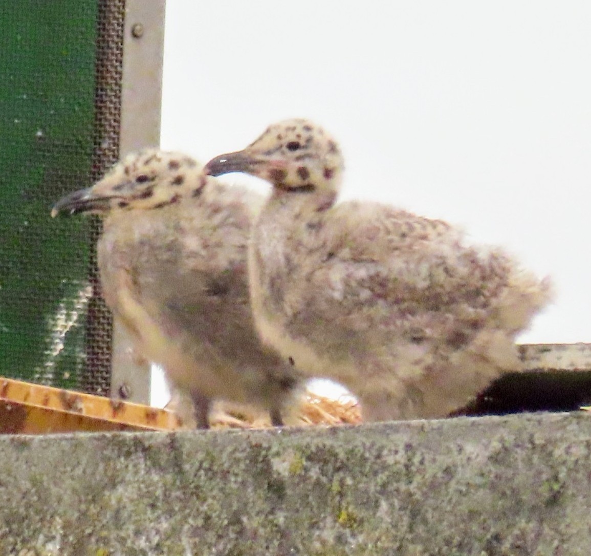 gråvingemåke - ML639184827