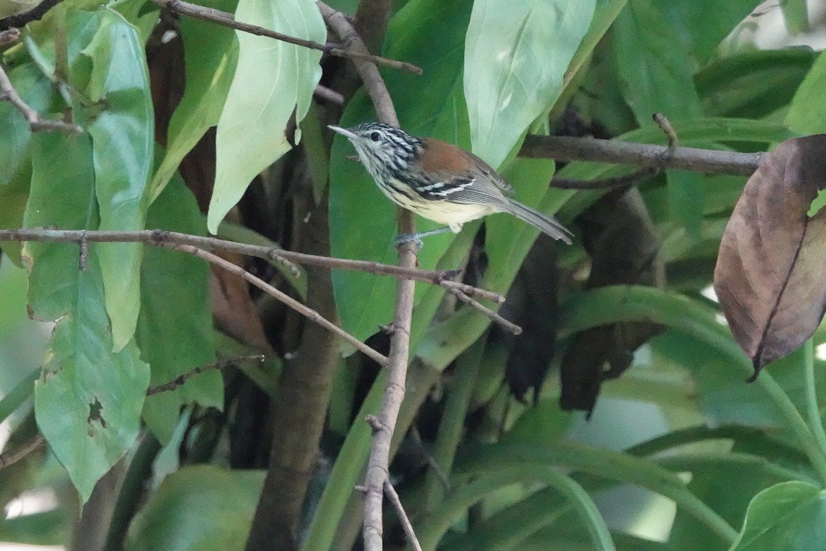 Streak-capped Antwren - ML639184859