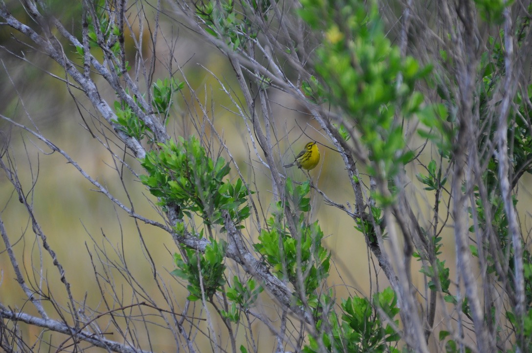 Prairie Warbler - ML639184901