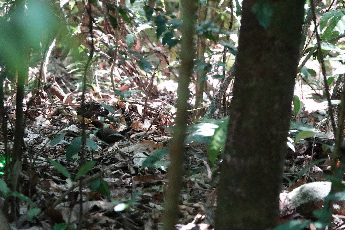 Rufous-capped Antthrush - ML639184907
