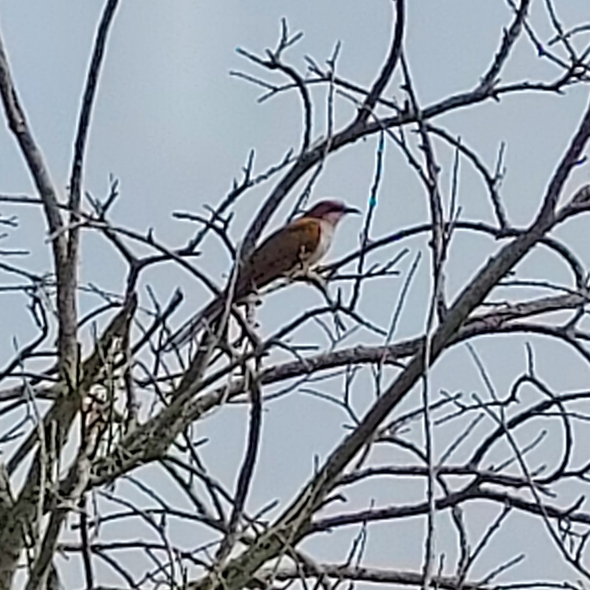 Black-billed Cuckoo - ML639184911