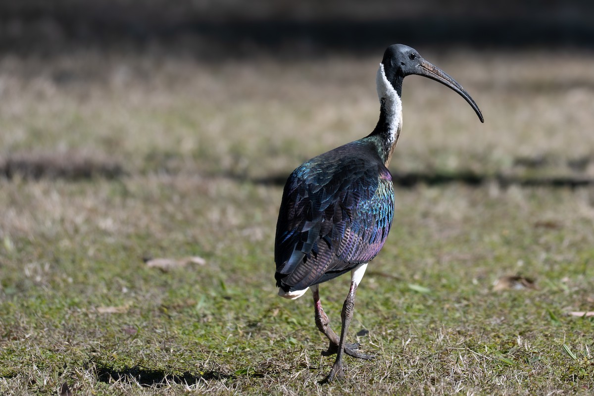 Straw-necked Ibis - ML639184926