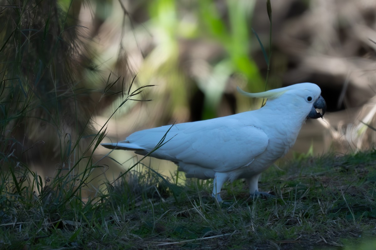 Sulphur-crested Cockatoo - ML639184933