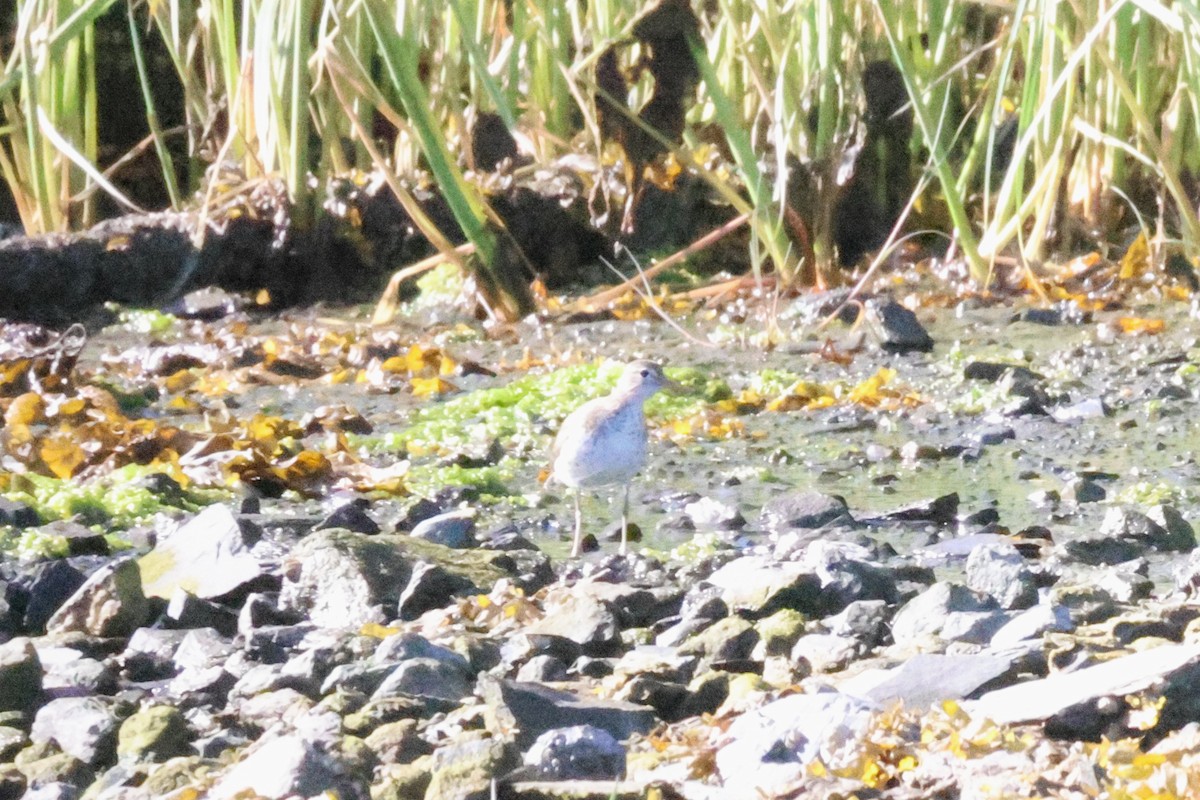Spotted Sandpiper - ML639184938