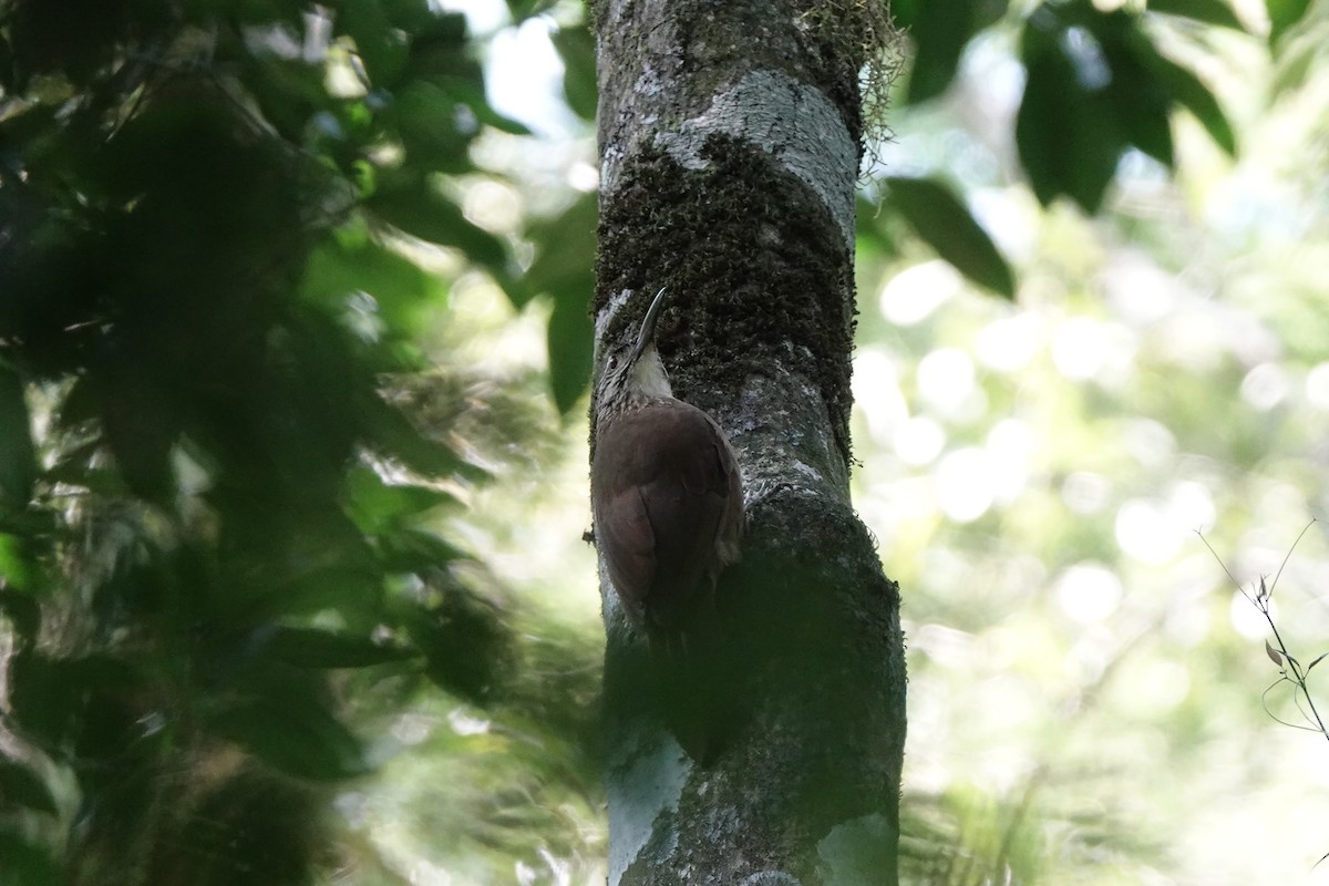White-throated Woodcreeper - ML639184960