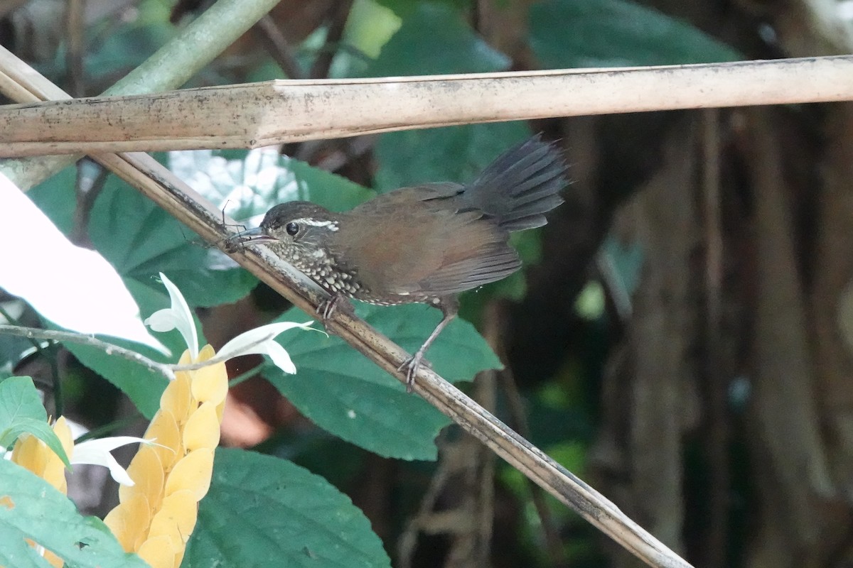 Sharp-tailed Streamcreeper - ML639185009