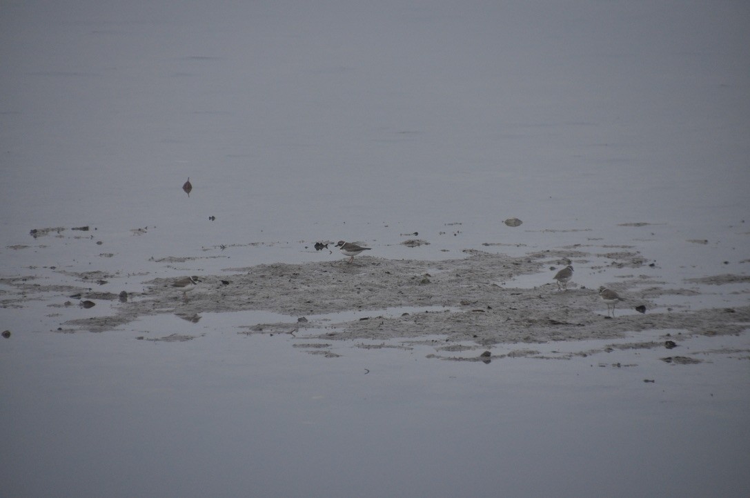 Semipalmated Plover - ML639185078