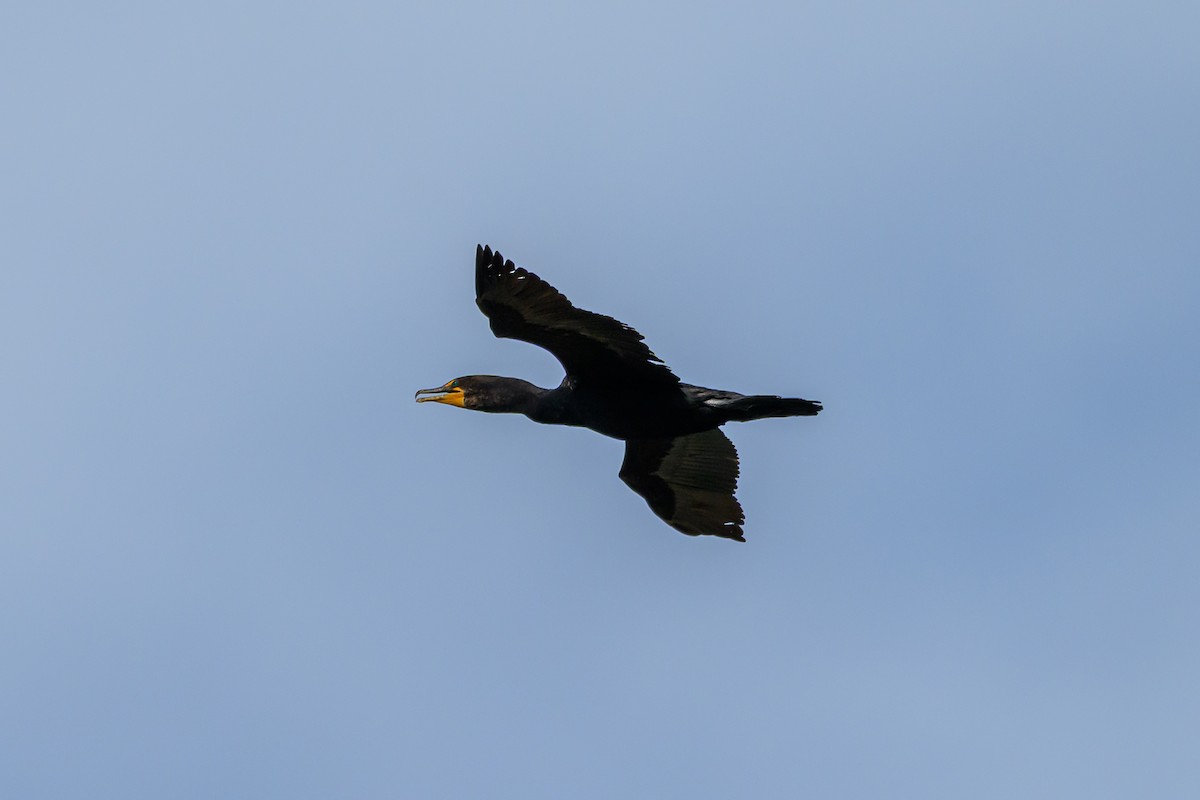 Cormoran à aigrettes - ML639185206