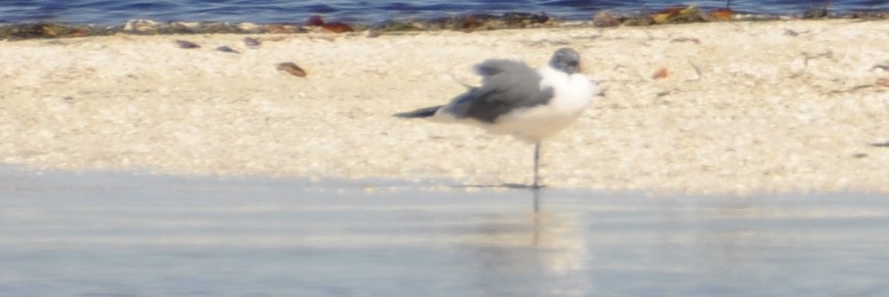 Laughing Gull - ML639185241