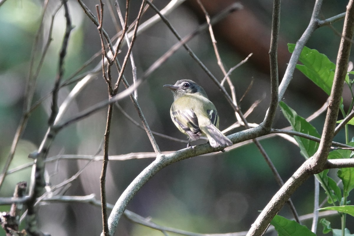 Yellow-olive Flatbill - ML639185252