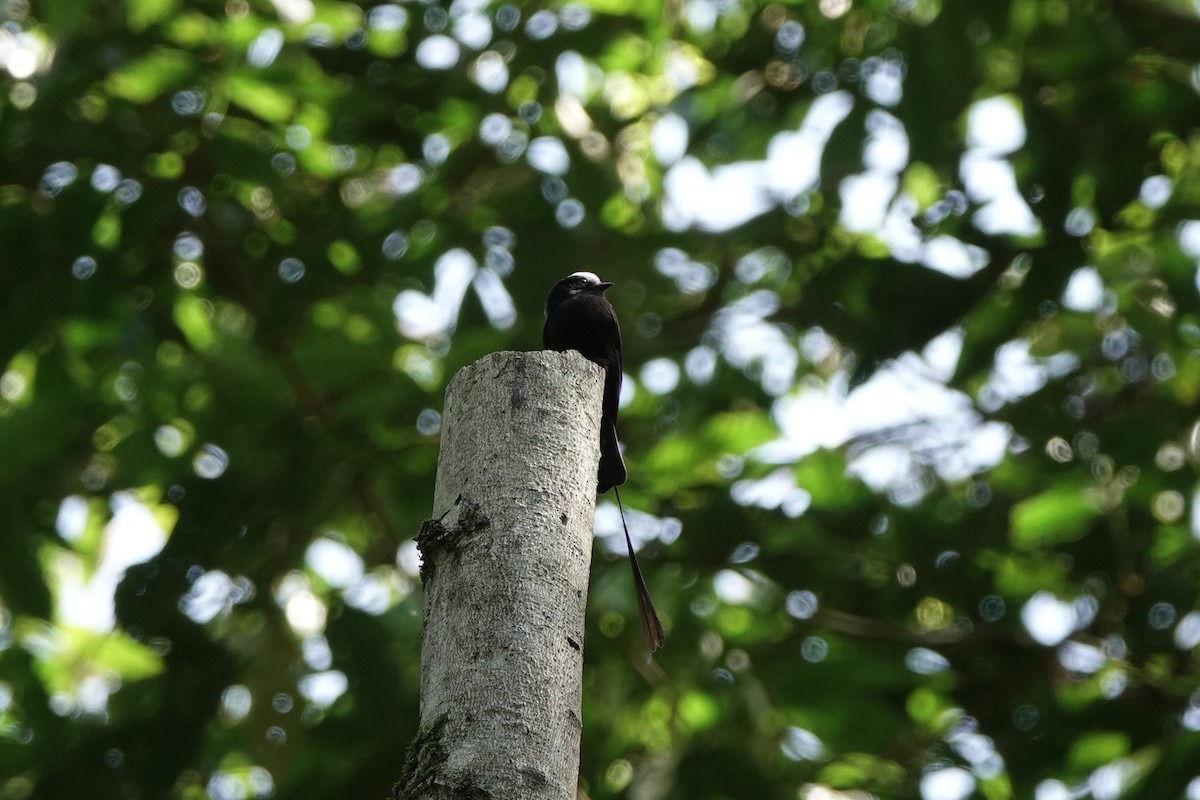 Long-tailed Tyrant - ML639185334