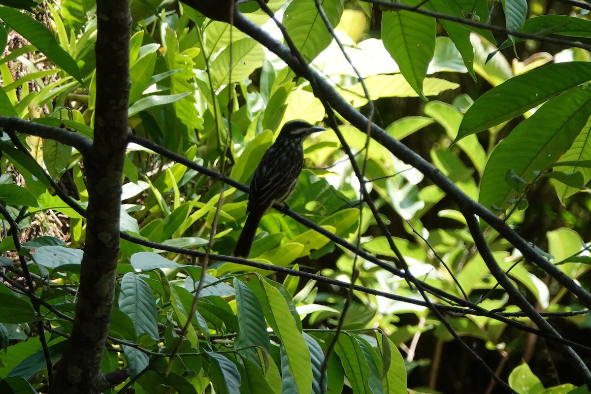 Streaked Flycatcher - ML639185477
