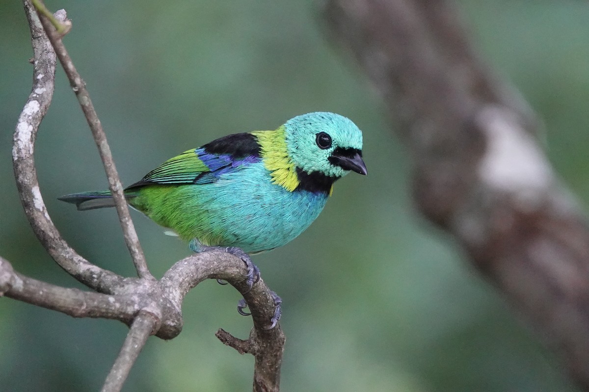 Green-headed Tanager - ML639185538