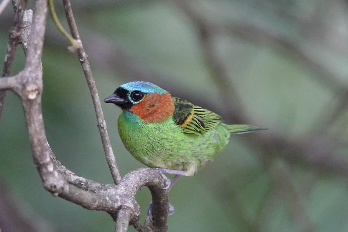 Red-necked Tanager - ML639185570