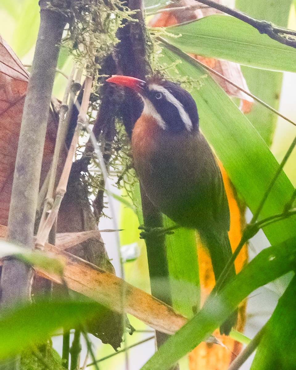 Black-crowned Scimitar-Babbler - ML639185615