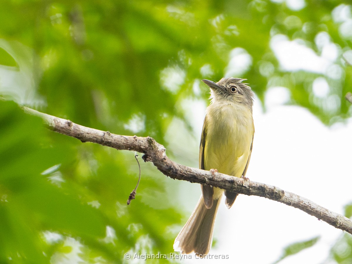 Yellow-olive Flatbill (Gray-headed) - ML639185678