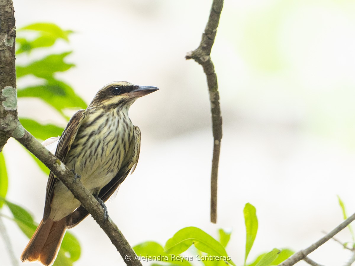 Streaked Flycatcher - ML639185686