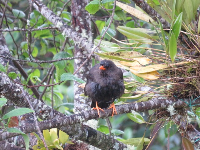 Great Thrush - ML639185800