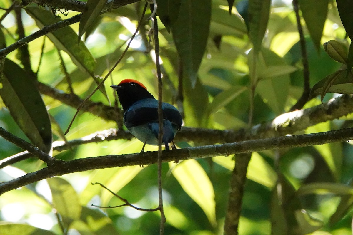 Swallow-tailed Manakin - ML639185879