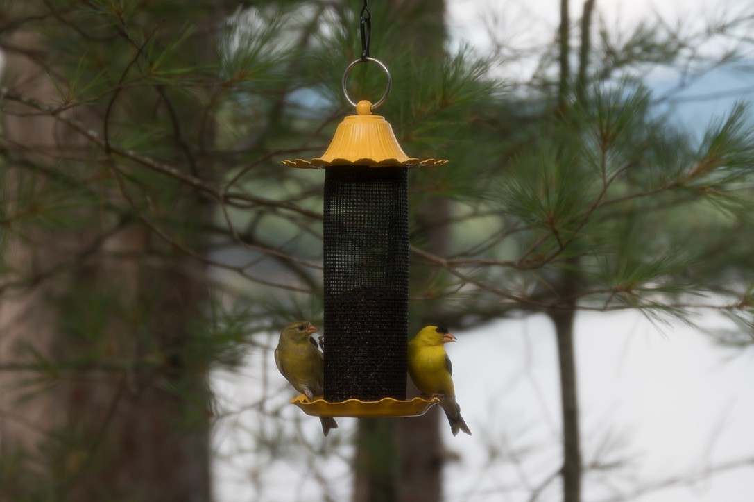 American Goldfinch - ML639185882