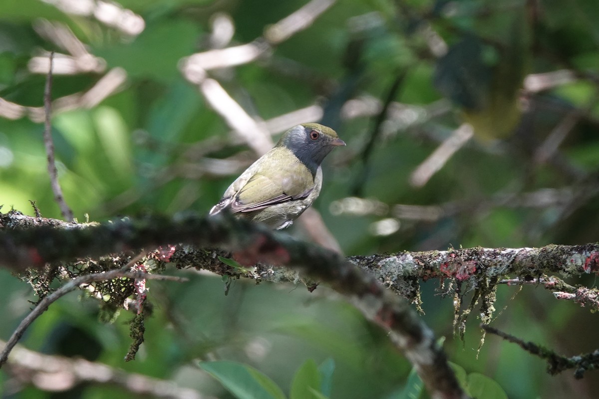 Pin-tailed Manakin - ML639185898