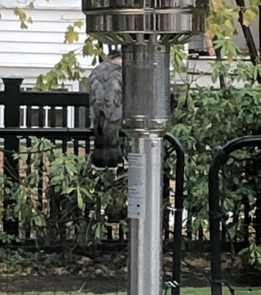 Cooper's Hawk - ML639185950