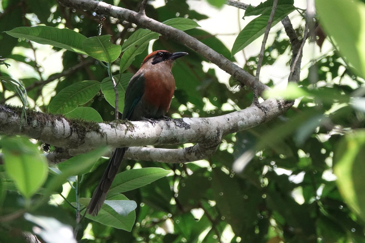 Rufous-capped Motmot - ML639185953