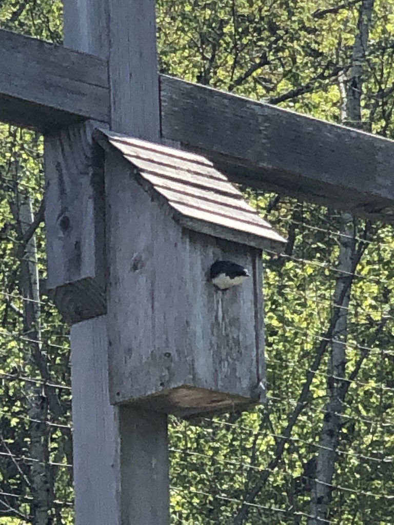Tree Swallow - ML639186010