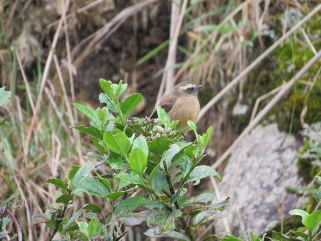 Brown-backed Chat-Tyrant - ML639186023